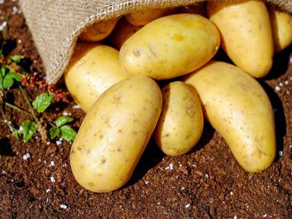 Scientists find out if new cancer drug can come from potatoes | Scientists find out if new cancer drug can come from potatoes Scientists find out if new cancer drug can come from potatoes | Scientists find out if new cancer drug can come from potatoes