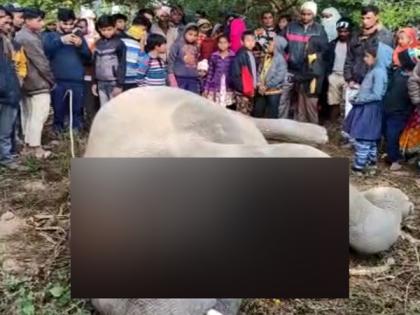 One person killed by elephant in Assam's Goalpara, tusker electrocuted | One person killed by elephant in Assam's Goalpara, tusker electrocuted