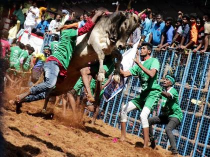 SC reserves judgment on batch of pleas against bull-taming sport 'Jallikattu' | SC reserves judgment on batch of pleas against bull-taming sport 'Jallikattu' SC reserves judgment on batch of pleas against bull-taming sport 'Jallikattu' | SC reserves judgment on batch of pleas against bull-taming sport 'Jallikattu'