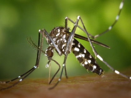 Researchers develop new way to detect malaria | Researchers develop new way to detect malaria