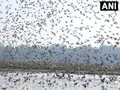 Migratory birds starts arriving at Pobitora Wildlife Sanctuary in Assam attracting Indian as well as foreign tourists | Migratory birds starts arriving at Pobitora Wildlife Sanctuary in Assam attracting Indian as well as foreign tourists Migratory birds starts arriving at Pobitora Wildlife Sanctuary in Assam attracting Indian as well as foreign tourists | Migratory birds starts arriving at Pobitora Wildlife Sanctuary in Assam attracting Indian as well as foreign tourists