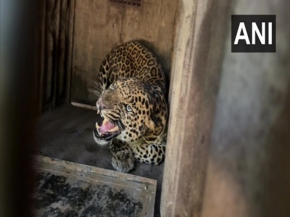 Maharashtra: Male leopard captured in Nashik's Deolali area, locals told to remain alert | Maharashtra: Male leopard captured in Nashik's Deolali area, locals told to remain alert