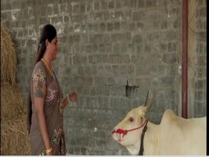 Transgender Keertana ready with her bulls for upcoming Jallikattu | Transgender Keertana ready with her bulls for upcoming Jallikattu