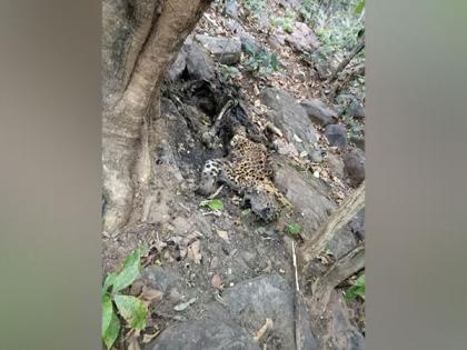 Leopard remains found in Chhattisgarh's Baloda Bazar | Leopard remains found in Chhattisgarh's Baloda Bazar