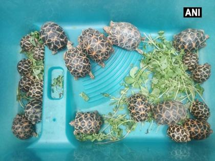 20 star backed turtles recovered by Mumbai Police from Borivali during raid | 20 star backed turtles recovered by Mumbai Police from Borivali during raid