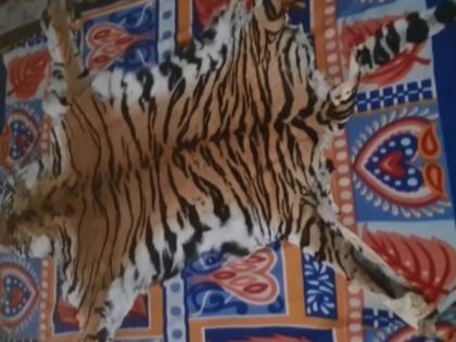 Odisha: STF seizes Royal Bengal Tiger's skin from Similipal tiger reserve | Odisha: STF seizes Royal Bengal Tiger's skin from Similipal tiger reserve