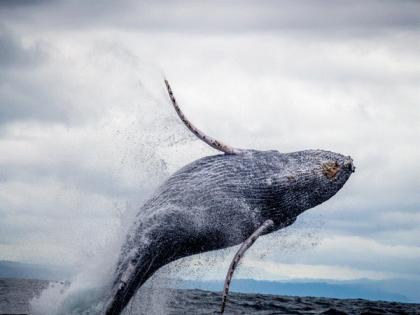 Scientists suggest that whales could be a valuable carbon sink | Scientists suggest that whales could be a valuable carbon sink