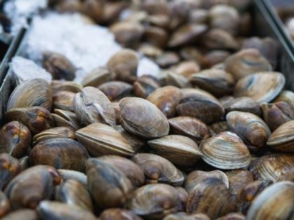 Research: Wood-eating clams use their feces to dominate habitat | Research: Wood-eating clams use their feces to dominate habitat