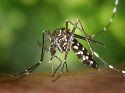 Want to know which bacteria lives on mosquitoes? Read here | Want to know which bacteria lives on mosquitoes? Read here