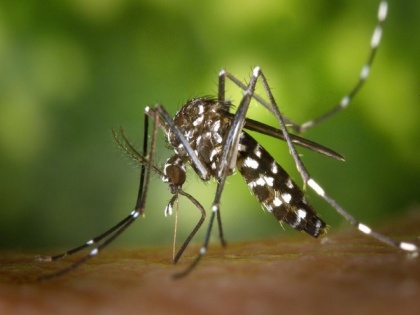 Mosquitoes carry bacteria internally than outside: Study | Mosquitoes carry bacteria internally than outside: Study