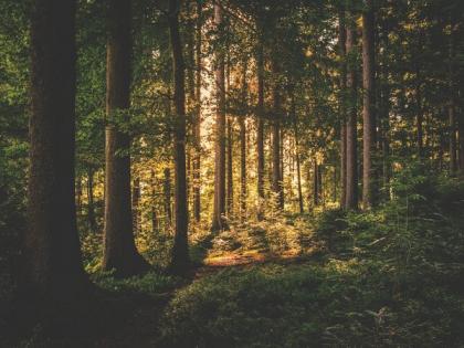Study finds logged tropical forests are surprisingly vibrant and need protection | Study finds logged tropical forests are surprisingly vibrant and need protection Study finds logged tropical forests are surprisingly vibrant and need protection | Study finds logged tropical forests are surprisingly vibrant and need protection