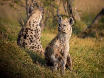Twin brothers of spotted hyenas are often attracted to the same new group: Study | Twin brothers of spotted hyenas are often attracted to the same new group: Study