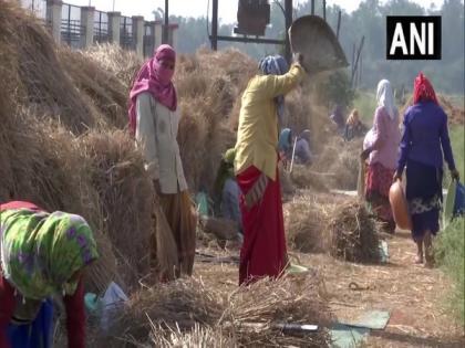 Chhattisgarh: University develops advanced variety of paddy that can yield twice of traditional one | Chhattisgarh: University develops advanced variety of paddy that can yield twice of traditional one