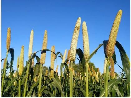 India estimated to produce 205 lakh tonne millet in 2022-23: Minister | India estimated to produce 205 lakh tonne millet in 2022-23: Minister