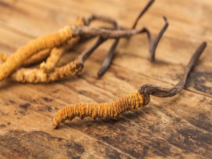 Chinese intruded into Indian territory to collect Cordyceps fungus: Report | Chinese intruded into Indian territory to collect Cordyceps fungus: Report