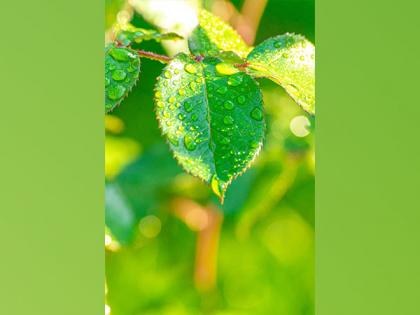 Research explains how plants optimize photosynthesis under changing light conditions | Research explains how plants optimize photosynthesis under changing light conditions