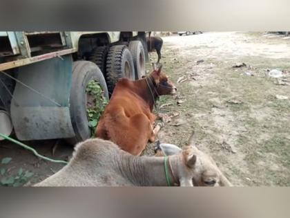 Assam Police foil smuggling bid, rescue cattle from truck in Biswanath | Assam Police foil smuggling bid, rescue cattle from truck in Biswanath