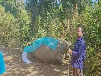 Tusker dies due to electrocution in Chhattisgarh's Jashpur | Tusker dies due to electrocution in Chhattisgarh's Jashpur