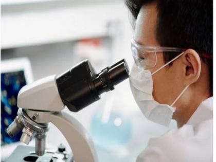 Researchers look to licorice for promising cancer treatments | Researchers look to licorice for promising cancer treatments Researchers look to licorice for promising cancer treatments | Researchers look to licorice for promising cancer treatments