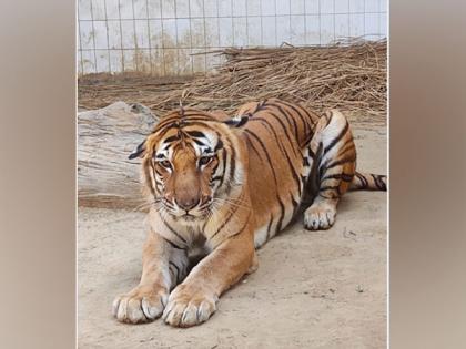 Tiger Kishan suffering from cancer dies in Lucknow Zoo | Tiger Kishan suffering from cancer dies in Lucknow Zoo