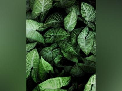 Ethereal colour variant of mysterious plant is actually a new species: Study | Ethereal colour variant of mysterious plant is actually a new species: Study