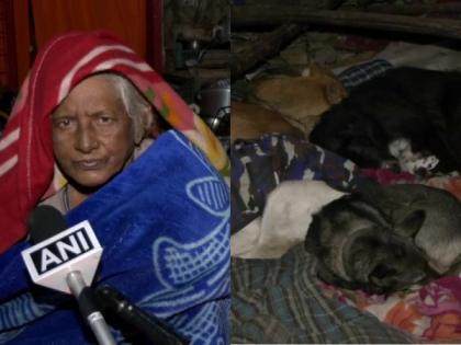 Delhi: Dogs, their octogenarian caretaker thrown out of home by MCD | Delhi: Dogs, their octogenarian caretaker thrown out of home by MCD