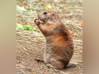 Impact of prairie dog plague diminished on others: Study | Impact of prairie dog plague diminished on others: Study