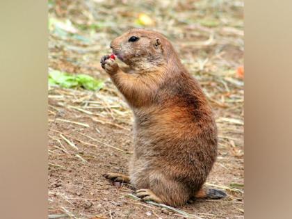 Impact of prairie dog plague diminished on others: Study | Impact of prairie dog plague diminished on others: Study Impact of prairie dog plague diminished on others: Study | Impact of prairie dog plague diminished on others: Study