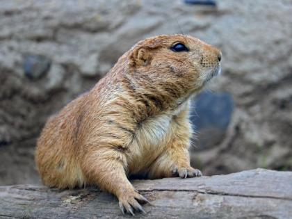 Study reveals reduction in impact of prairie dog plague on other organisms | Study reveals reduction in impact of prairie dog plague on other organisms