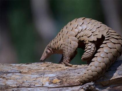 Four arrested for trafficking two pangolins in Andhra's Srikakulam | Four arrested for trafficking two pangolins in Andhra's Srikakulam