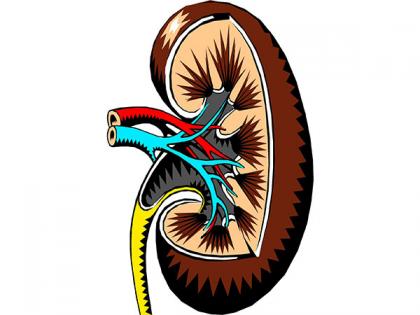 Sugar causes swelling, which leads to common kidney disease: Study | Sugar causes swelling, which leads to common kidney disease: Study Sugar causes swelling, which leads to common kidney disease: Study | Sugar causes swelling, which leads to common kidney disease: Study