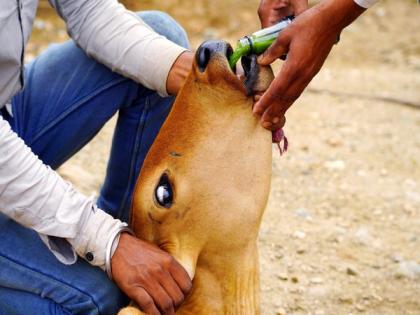 Two cattle heads die of Lumpy skin disease in Bihar, govt intensifies vaccination drive | Two cattle heads die of Lumpy skin disease in Bihar, govt intensifies vaccination drive