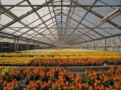 Greenhouse owners suffer USD 3 million losses in Afghanistan's Farah | Greenhouse owners suffer USD 3 million losses in Afghanistan's Farah