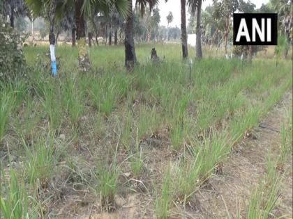 Lemongrass, mushroom cultivation changing lives in Bihar's Gaya | Lemongrass, mushroom cultivation changing lives in Bihar's Gaya