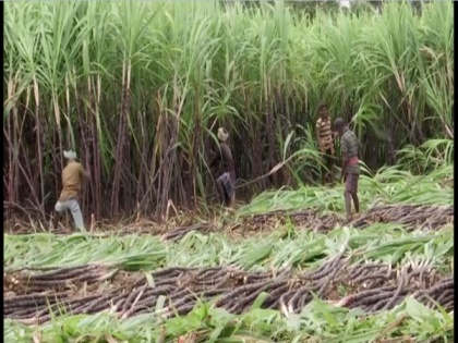 Record 5,000 lakh tonne sugarcane produced in 2021-22 season | Record 5,000 lakh tonne sugarcane produced in 2021-22 season