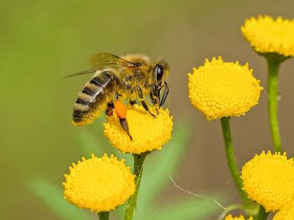Flower patterns boost bumblebee efficiency: Research | Flower patterns boost bumblebee efficiency: Research