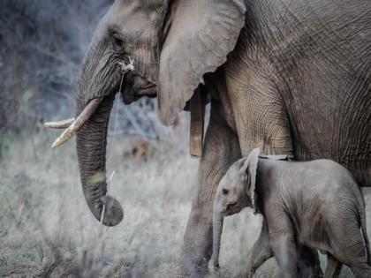 Researchers discover elephant extinction could have major impact on atmospheric carbon levels | Researchers discover elephant extinction could have major impact on atmospheric carbon levels