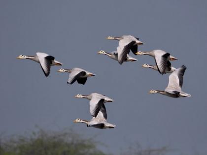 Yogi-led UP govt to host 7th edition of Nature and Bird Festival in Feb | Yogi-led UP govt to host 7th edition of Nature and Bird Festival in Feb