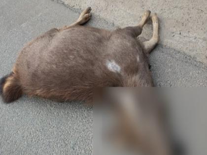J-K: Sambar deer dies after being hit by vehicle on national highway in Udhampur | J-K: Sambar deer dies after being hit by vehicle on national highway in Udhampur