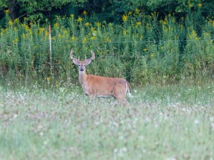 White-tailed deer harbor nearly extinct SARS-CoV-2 variants of concern | White-tailed deer harbor nearly extinct SARS-CoV-2 variants of concern