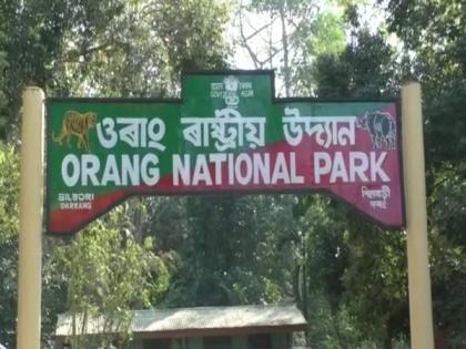 Royal Bengal tiger found dead in Assam's Orang National Park | Royal Bengal tiger found dead in Assam's Orang National Park