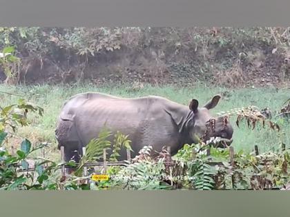 Forest officials injured in rhino attack in Assam's Golaghat | Forest officials injured in rhino attack in Assam's Golaghat