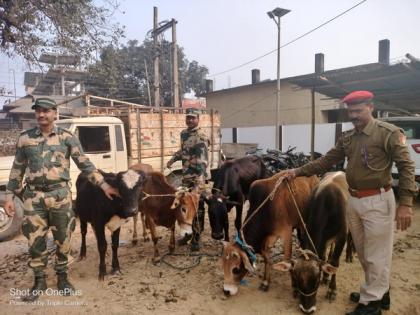 5 cattle rescued from smugglers at India-Bangla border in Assam | 5 cattle rescued from smugglers at India-Bangla border in Assam