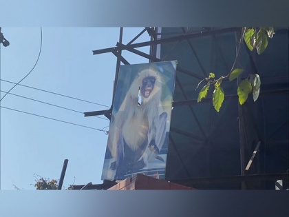 Langur posters, sensor machines installed to combat monkey menace in UP's Moradabad | Langur posters, sensor machines installed to combat monkey menace in UP's Moradabad
