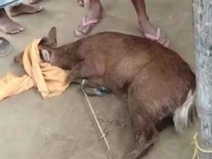 Local villagers rescue two deers in Assam's Darrang district | Local villagers rescue two deers in Assam's Darrang district Local villagers rescue two deers in Assam's Darrang district | Local villagers rescue two deers in Assam's Darrang district