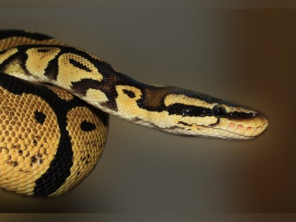 Snakes can hear more than you think: Study | Snakes can hear more than you think: Study
