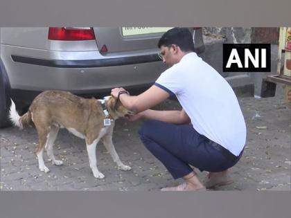 Mumbai man develops tags with QR code to keep track of stray dogs | Mumbai man develops tags with QR code to keep track of stray dogs Mumbai man develops tags with QR code to keep track of stray dogs | Mumbai man develops tags with QR code to keep track of stray dogs
