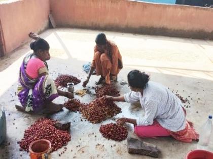 Chattisgarh: Aroma of coffee changing negative narrative of Naxal-hit Bastar region | Chattisgarh: Aroma of coffee changing negative narrative of Naxal-hit Bastar region