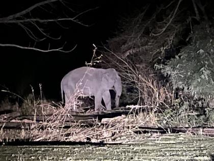 "An encouraging sight": Assam CM lauds anti-encroachment drive in Burhachapori wildlife sanctuary as elephant visits evicted areas | "An encouraging sight": Assam CM lauds anti-encroachment drive in Burhachapori wildlife sanctuary as elephant visits evicted areas