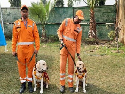 NDRF team, dog squad members Rambo and Honey return to India after 10-day rescue operation in quake-hit Turkey | NDRF team, dog squad members Rambo and Honey return to India after 10-day rescue operation in quake-hit Turkey